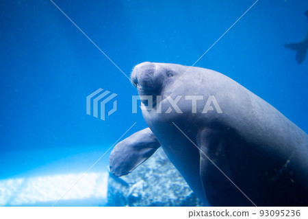 chubby african manatee 93095236
