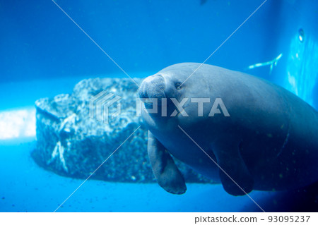 chubby african manatee 93095237