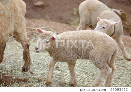 羊的寶寶 93095452