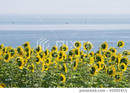 長崎鼻子向日葵 長崎鼻子向日葵 93095453