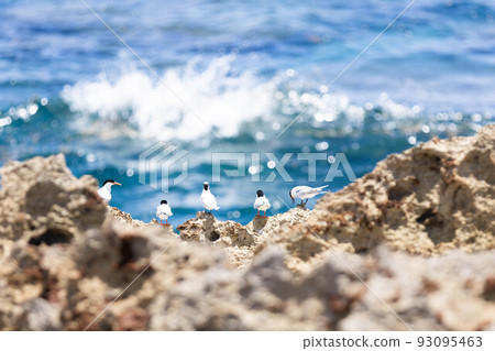 Friends looking at the sea (little tern) 93095463