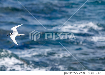 小燕鷗飛過海面 小燕鷗飛過海面 93095473