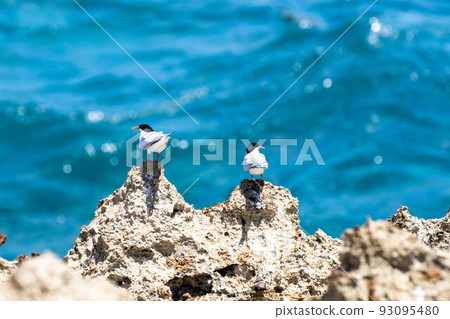 看海的小燕鷗 看海的小燕鷗 93095480