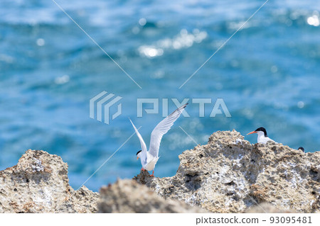 Little tern flapping its wings Little tern flapping its wings 93095481