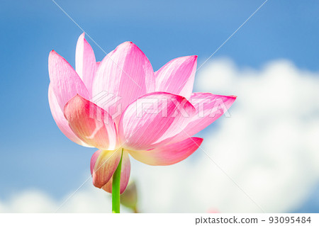 Blue sky and lotus flowers in full bloom 93095484