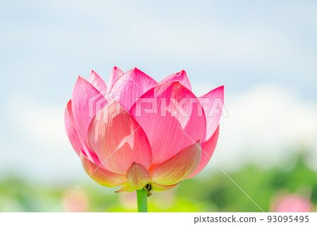 Dark pink lotus flower 93095495