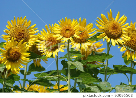 Nagasaki nose sunflower 93095508