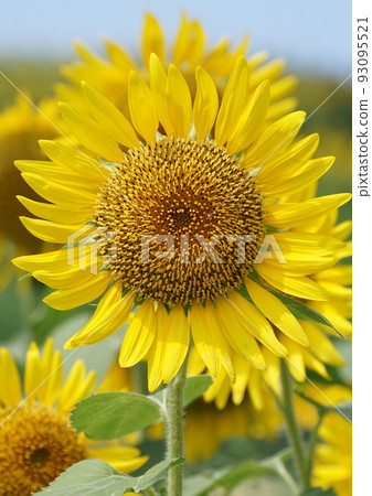 Nagasaki nose sunflower Nagasaki nose sunflower 93095521
