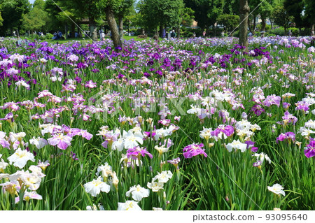 Mizumoto Park Iris Festival in Katsushika-ku, Tokyo Early June Mizumoto Park Iris Festival in Katsushika-ku, Tokyo Early June 93095640