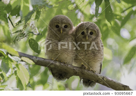 依偎在樹枝上的蝦夷貓頭鷹孩子 93095667