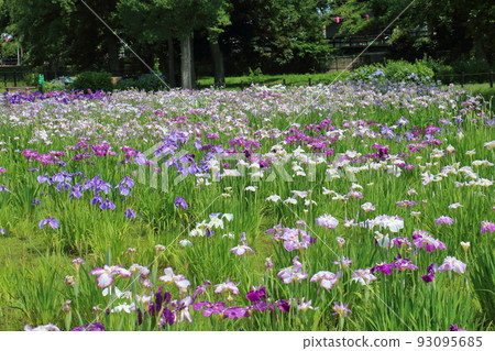 Mizumoto Park Iris Festival in Katsushika-ku, Tokyo Early June 93095685
