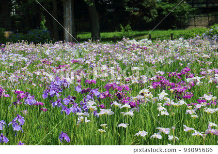 Mizumoto Park Iris Festival in Katsushika-ku, Tokyo Early June Mizumoto Park Iris Festival in Katsushika-ku, Tokyo Early June 93095686