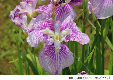 Mizumoto Park Iris Festival in Katsushika-ku, Tokyo Early June 93095691