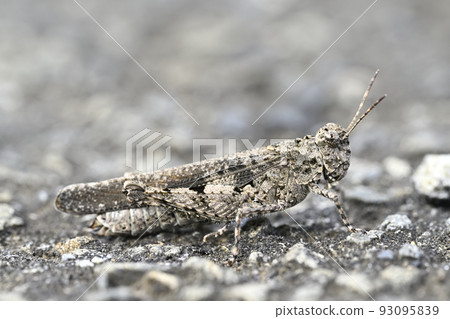 Car grasshopper 93095839