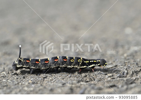 鈴蘭芝麻（幼蟲） 93095885