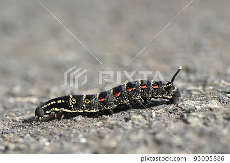 Theretra oldenlandia (larva) Theretra oldenlandia (larva) 93095886