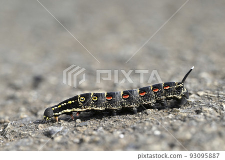 Theretra oldenlandia (larva) 93095887