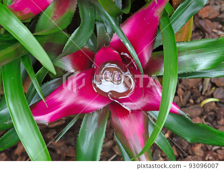 Beautiful flower of bright pink-purple color with water filled in the middle Beautiful flower of bright pink-purple color with water filled in the middle 93096007