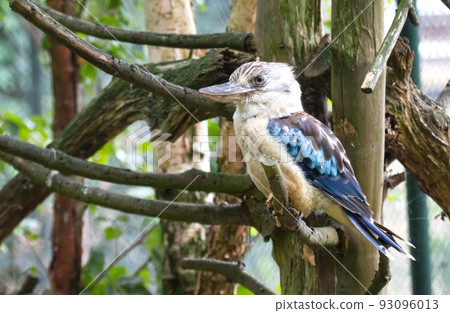Kingfisher Blue-winged kookaburra, Dacelo leachii Kingfisher Blue-winged kookaburra, Dacelo leachii 93096013
