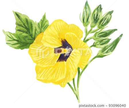 okra flower22814pix7 93096040