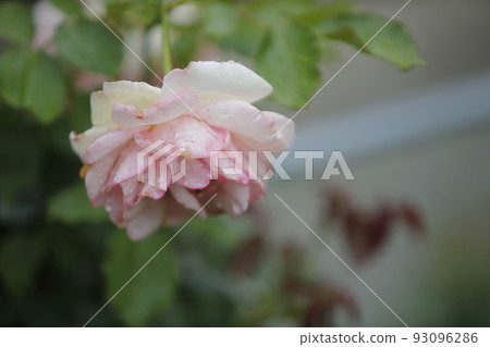 園藝玫瑰， 93096286