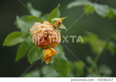gardening roses, 93096287