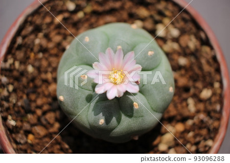 Cactus flower Rohohora flower Uba ball flower Cactus flower Rohohora flower Uba ball flower 93096288