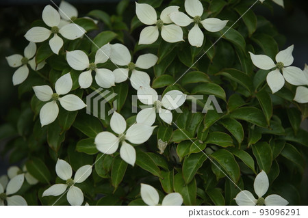 園藝白花, 園藝白花, 93096291