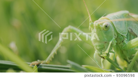 Big green locust eating grass, macro shot Big green locust eating grass, macro shot 93096598