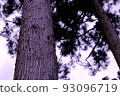 樹幹 樹幹 93096719
