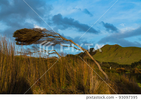 A wind-bent tree in Omapere Conservation Park, Northland, New Zealand 93097395