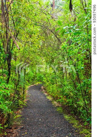 Forest scenery of Kauri Walks in Waipoua Kauri Forest Reserve, New Zealand 93097496