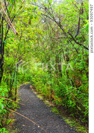 Forest scenery of Kauri Walks in Waipoua Kauri Forest Reserve, New Zealand 93097497