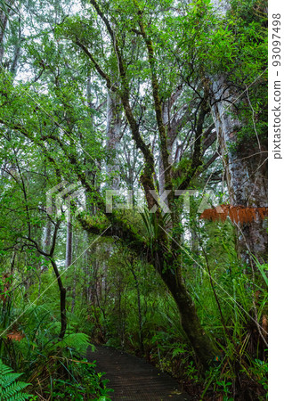 Forest scenery of Kauri Walks in Waipoua Kauri Forest Reserve, New Zealand Forest scenery of Kauri Walks in Waipoua Kauri Forest Reserve, New Zealand 93097498