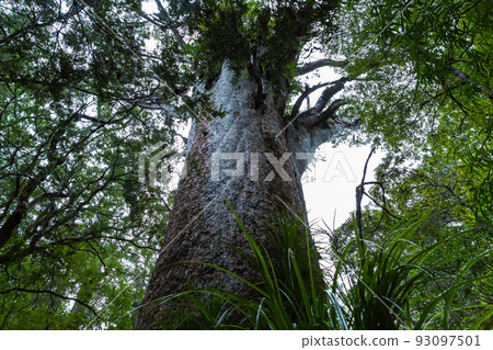 Kauri trees at Kauri Walks in Waipoua Kauri Forest Reserve, New Zealand 93097501