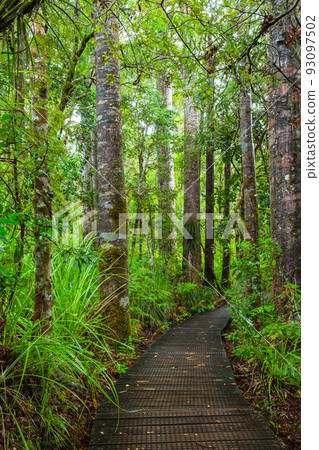 Forest scenery of Kauri Walks in Waipoua Kauri Forest Reserve, New Zealand 93097502