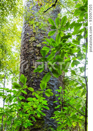 Kauri trees at Kauri Walks in Waipoua Kauri Forest Reserve, New Zealand 93097505