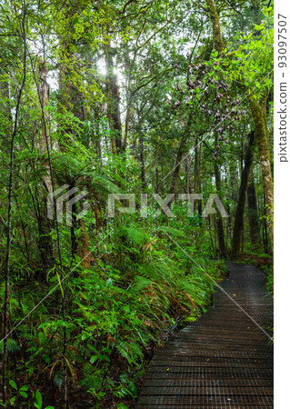Forest scenery of Kauri Walks in Waipoua Kauri Forest Reserve, New Zealand 93097507