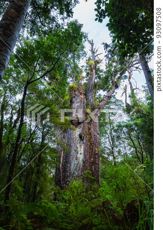 Te Matua Nahele, the oldest kauri in the Waipoua Kauri Forest Reserve, New Zealand 93097508