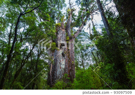 Te Matua Nahele, the oldest kauri in the Waipoua Kauri Forest Reserve, New Zealand 93097509