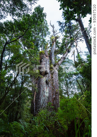 Te Matua Nahele, the oldest kauri in the Waipoua Kauri Forest Reserve, New Zealand 93097510