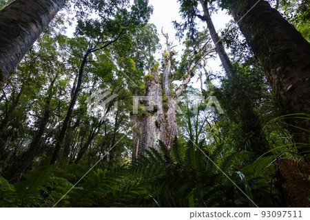 Te Matua Nahele, the oldest kauri in the Waipoua Kauri Forest Reserve, New Zealand 93097511