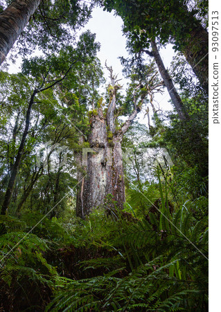 Te Matua Nahele, the oldest kauri in the Waipoua Kauri Forest Reserve, New Zealand 93097513