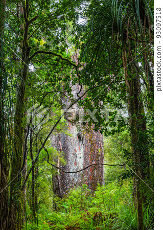 Te Matua Nahele, the oldest kauri in the Waipoua Kauri Forest Reserve, New Zealand 93097518