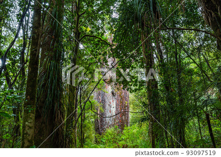 Te Matua Nahele, the oldest kauri in the Waipoua Kauri Forest Reserve, New Zealand 93097519
