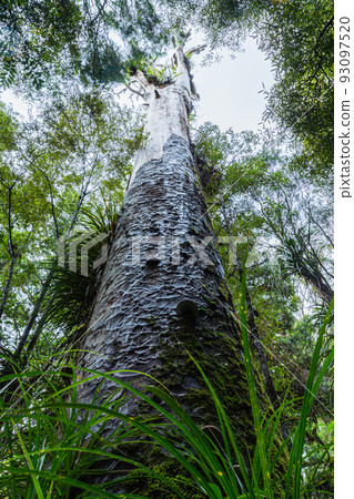 Kauri trees at Kauri Walks in Waipoua Kauri Forest Reserve, New Zealand 93097520