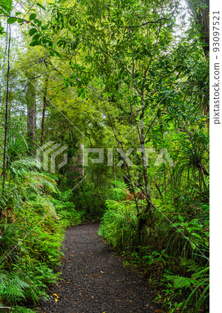 Forest scenery of Kauri Walks in Waipoua Kauri Forest Reserve, New Zealand 93097521