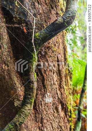 Forest scenery of Kauri Walks in Waipoua Kauri Forest Reserve, New Zealand 93097522