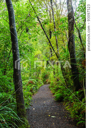 Forest scenery of Kauri Walks in Waipoua Kauri Forest Reserve, New Zealand 93097523