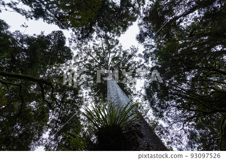 Kauri trees at Kauri Walks in Waipoua Kauri Forest Reserve, New Zealand Kauri trees at Kauri Walks in Waipoua Kauri Forest Reserve, New Zealand 93097526